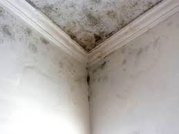 Why You Should Choose Our Mold Remediation Services in Altamont, NY